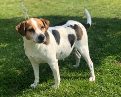 <b>Easy Jump´s Eliza</b>
<br>
Regnummer SE56675/2012